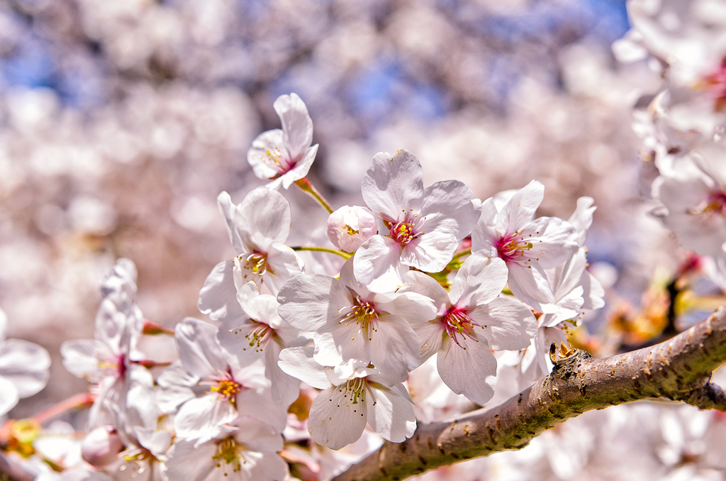 Fleurs de cerisier 06