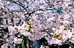 Fleurs de cerisier 08