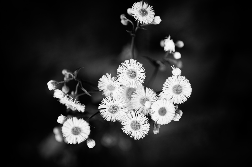 散歩道の花5