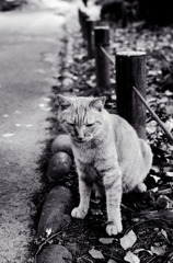 les chats du jardin public d'Hibiya 008