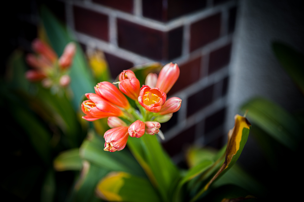 散歩道の花2