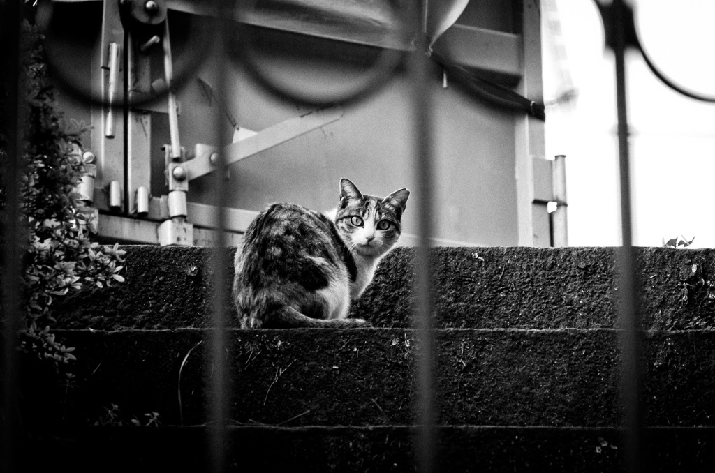 Le chat de Roppongi