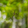 L'araignée
