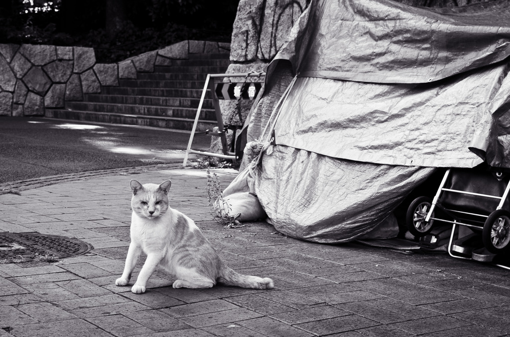 Le chat de Shinjuku