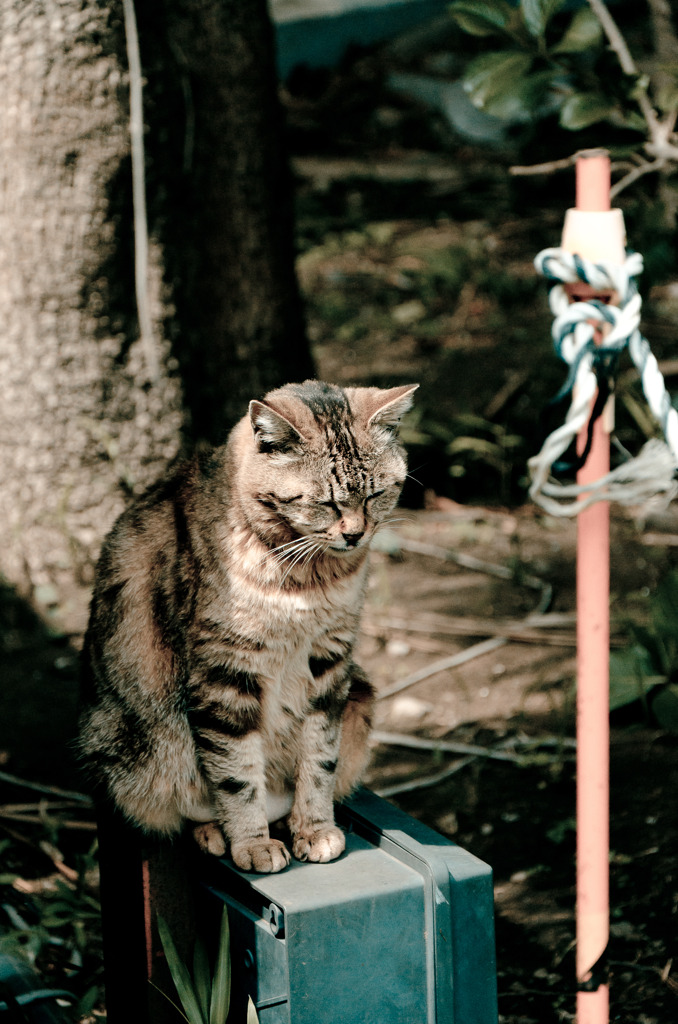 Le chat de Enoshima 005