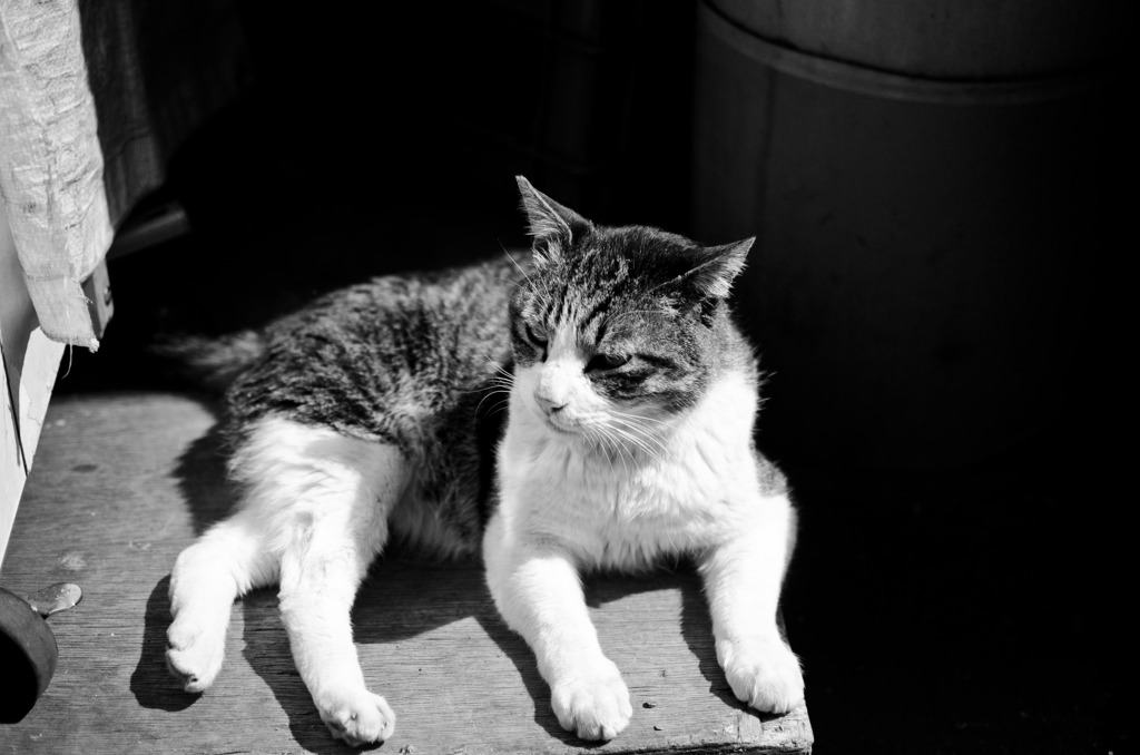 Le chat de Tsukiji