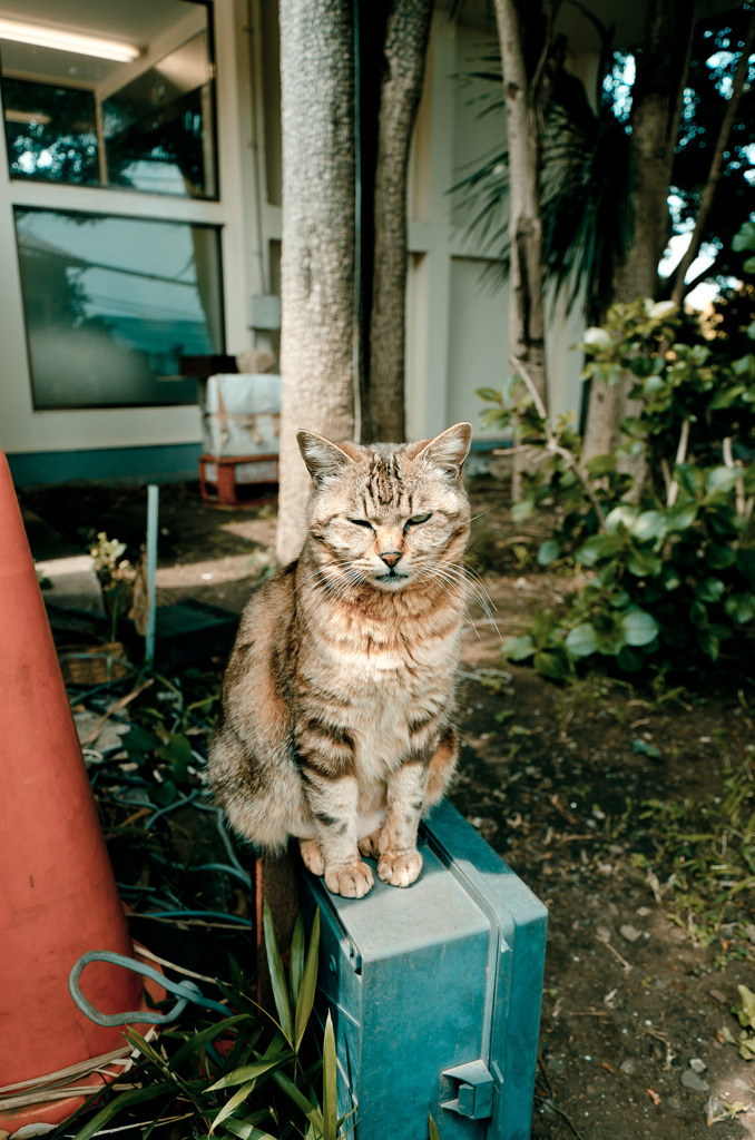 Le chat de Enoshima 006