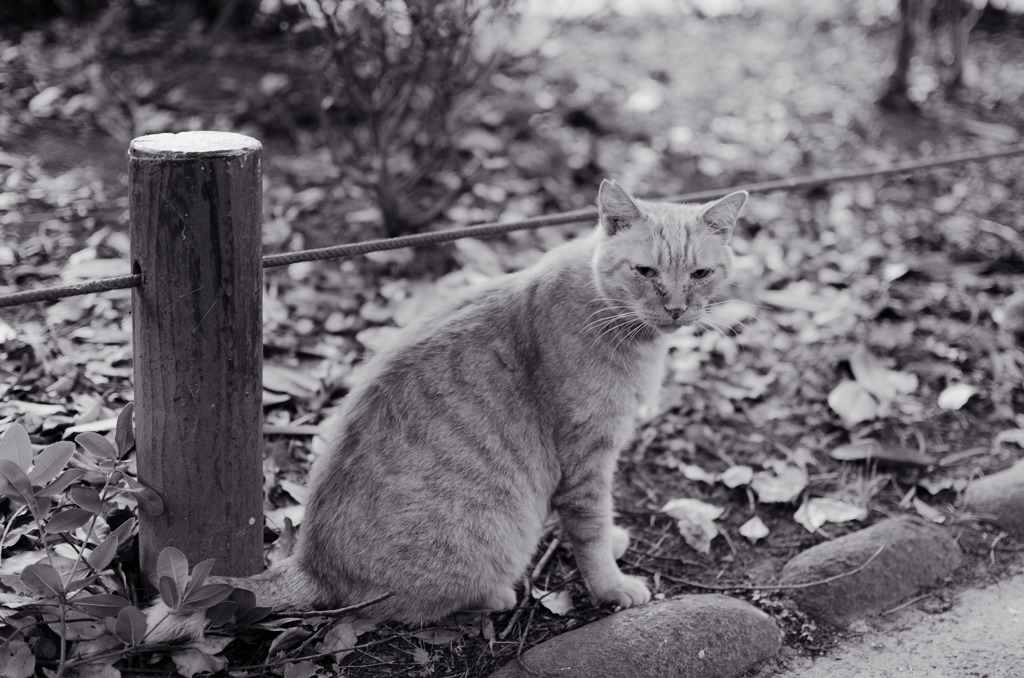 les chats du jardin public d'Hibiya 009