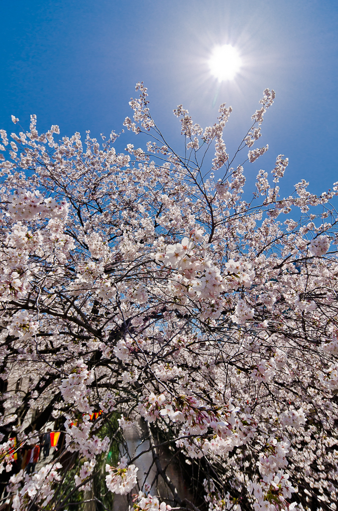 Fleurs de cerisier 07