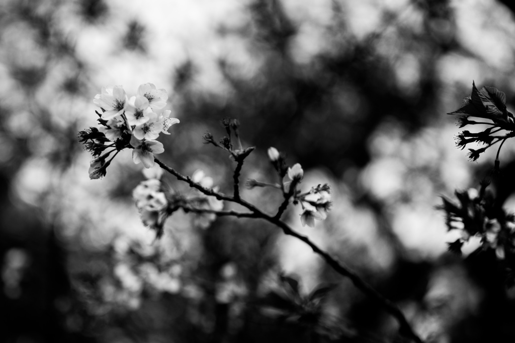 散歩道の花7