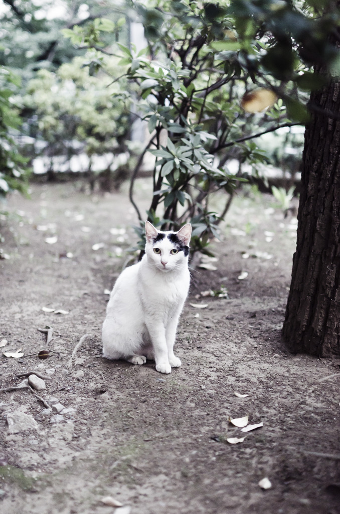 Le chat du sanctuaire Nogi 002