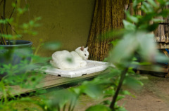 Le chat de Giou-ji