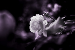 The white Rose