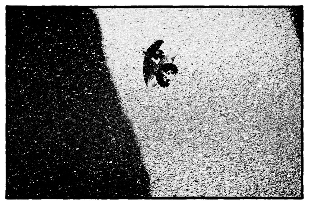 Le papillon demi-mort