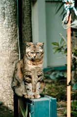 Le chat de Enoshima 007