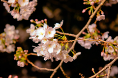 Fleurs de cerisier 04