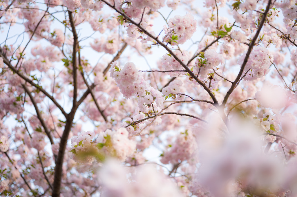 散歩道の花6