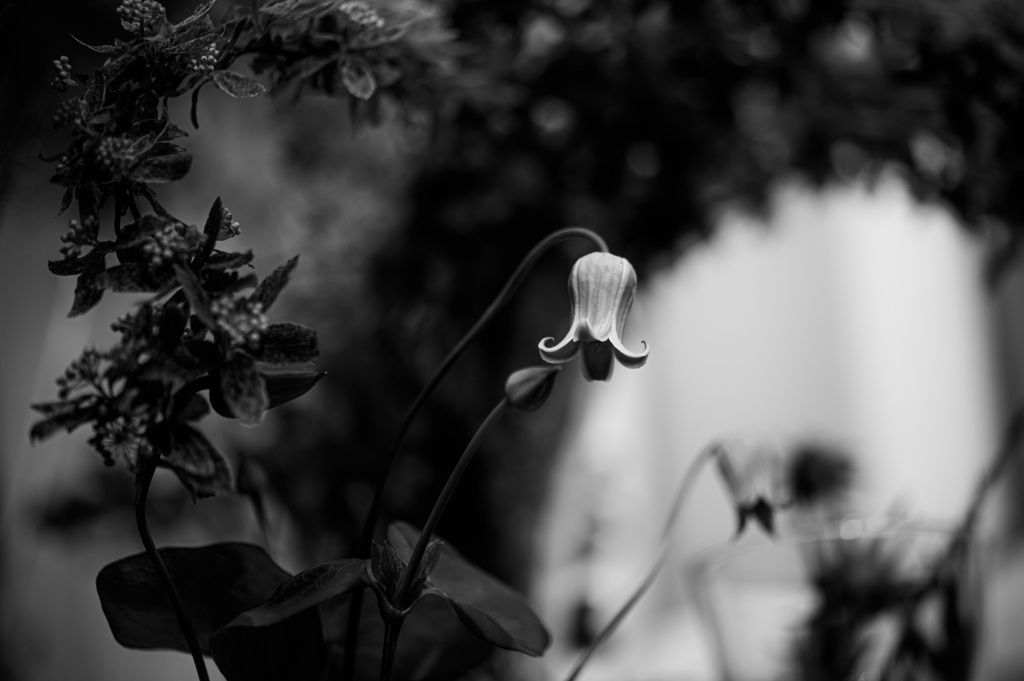 とあるアトリエの花5