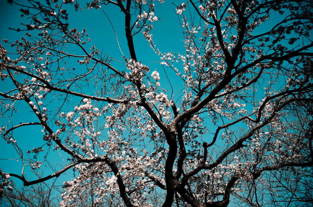 Un arbre de la cerise
