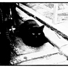 Le chat noir et la motocyclette 02