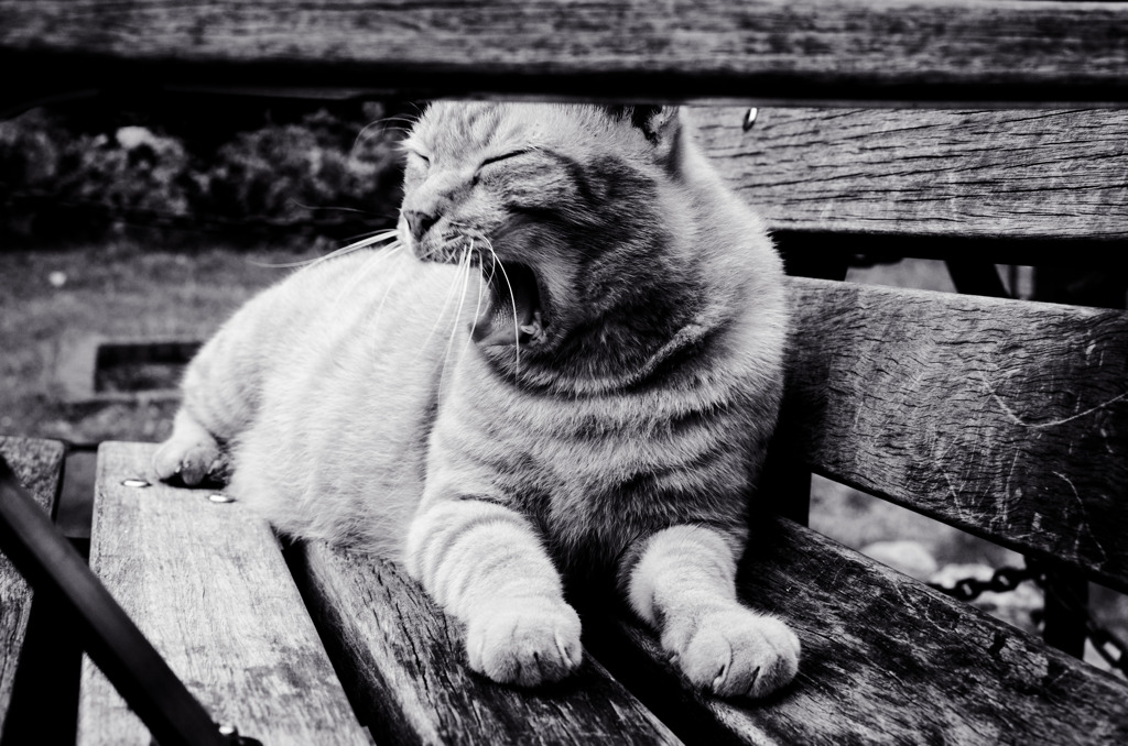 les chats du jardin public d'Hibiya 003