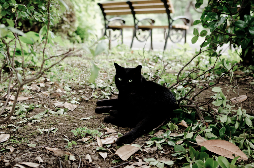 les chats du jardin public d'Hibiya 007