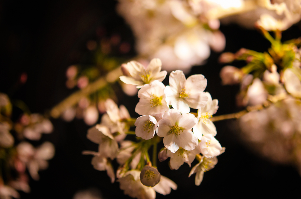 Fleurs de cerisier 01