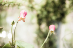 とあるアトリエの花1