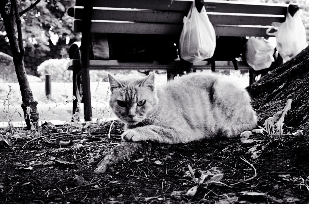 les chats du jardin public d'Hibiya 006