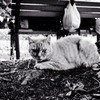 les chats du jardin public d'Hibiya 006