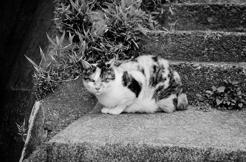 Le chat de Kamakura