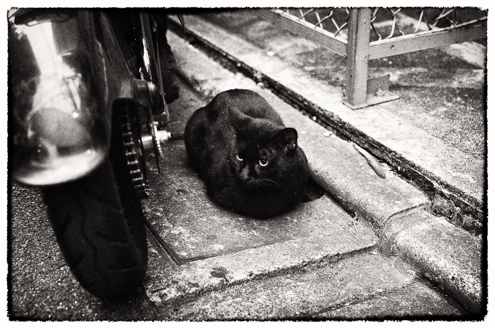 Le chat noir et la motocyclette