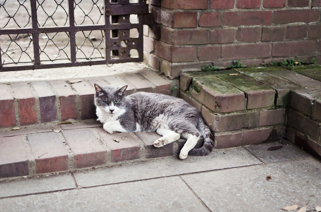 Le chat du sanctuaire Nogi 001