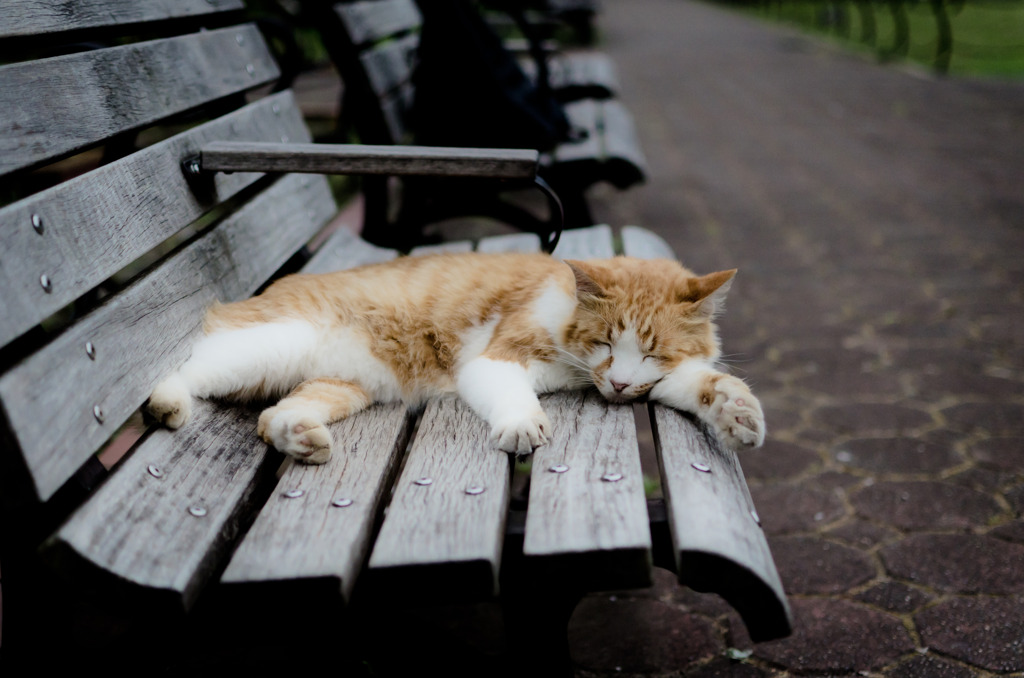les chats du jardin public d'Hibiya 001