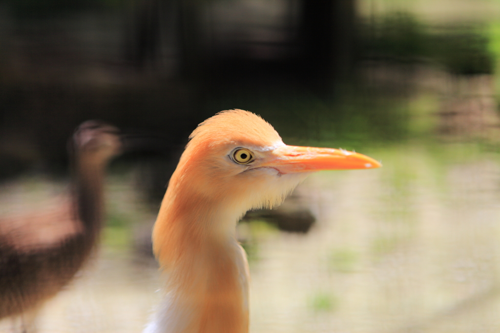 なんて鳥？