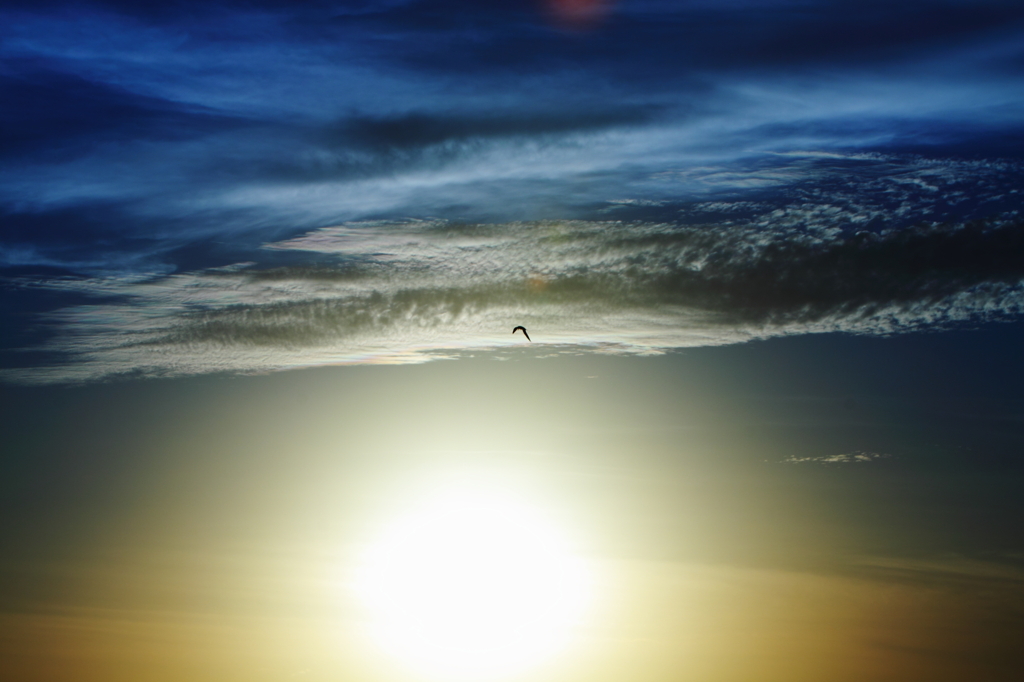 FLY FREE