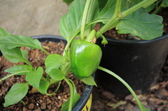 菜園