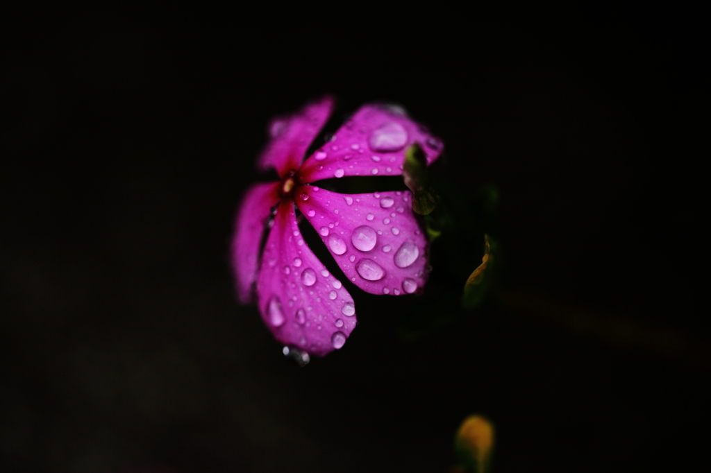 雨