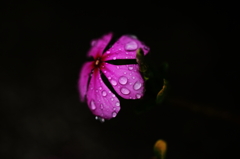 雨