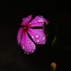 雨