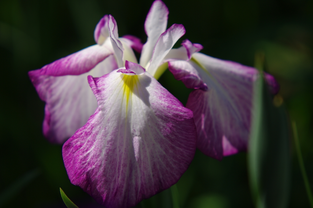 IMGP0644