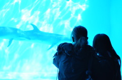 妻と娘とイルカ