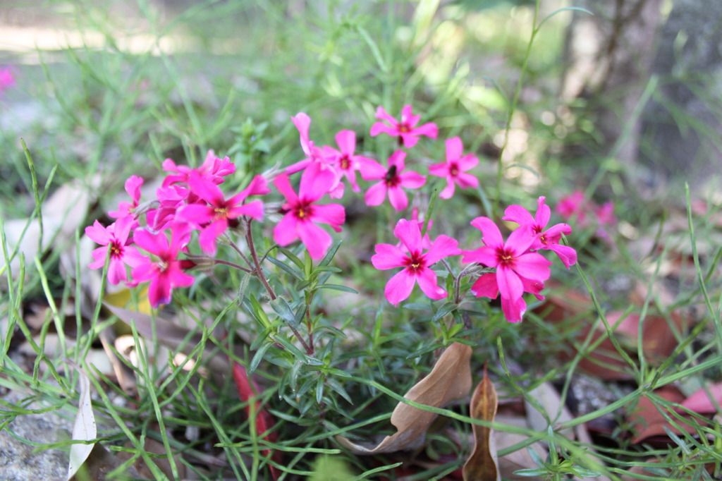 芝桜