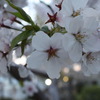 夜桜☆