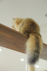 止まり木の猫