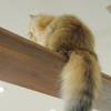 止まり木の猫