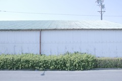 よこなが