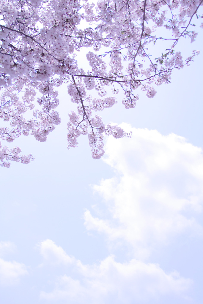 さくら雲