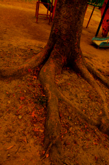 Octopus of park 