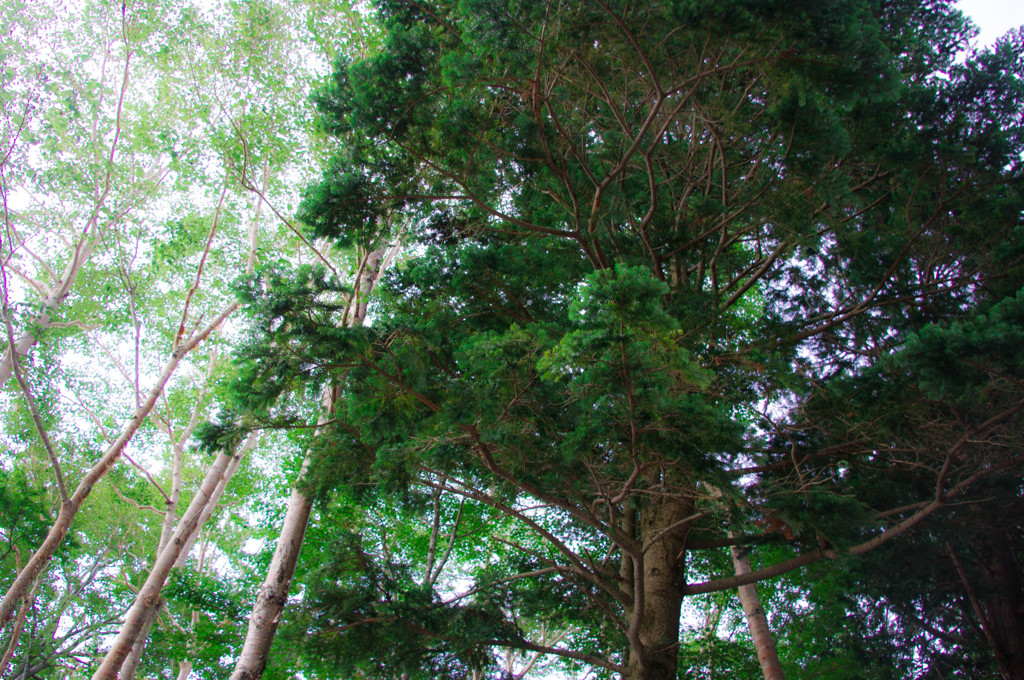 IMGP5676-2